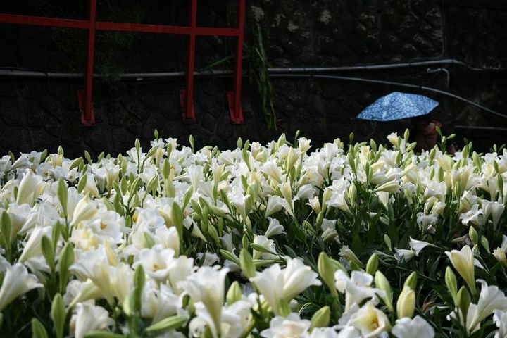 同心池畔鐵炮百合花盛開照。　圖：台北市政府工務局大地工程處／提供