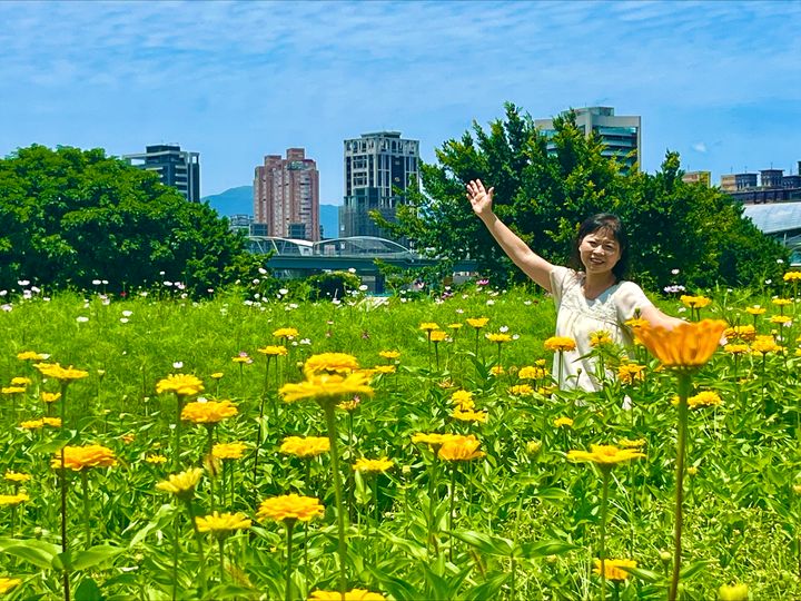 ▲百日草一朵比一朵開得更高，故又得名「步步高」。　圖：新北市政府水利局／提供