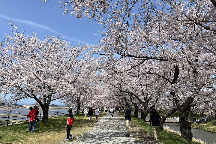 舟川櫻花隧道白天望去一是片粉嫩的風景。