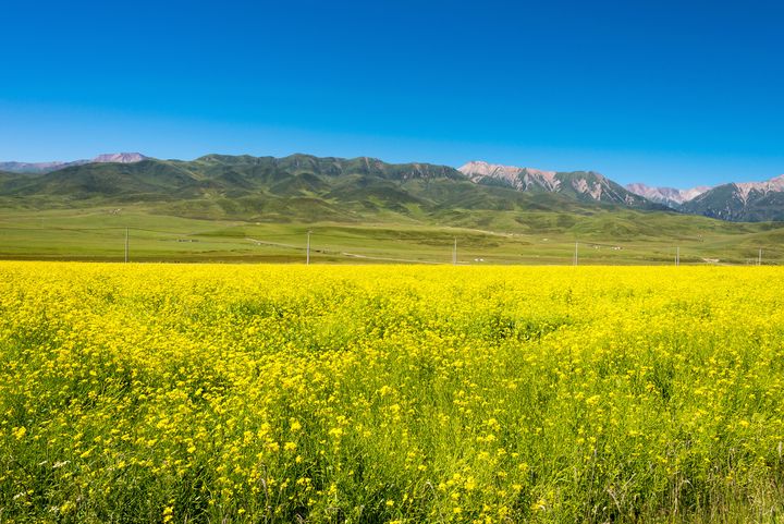 ▲祁連大草原油菜花盛開美景。　圖：shutterstock／來源