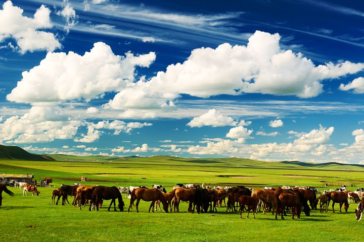 遊內蒙古呼倫貝爾大草原，感受風吹草低見牛羊實景魅力。　圖：shutterstock／來源