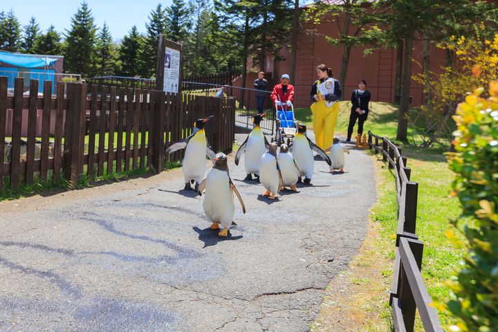 ▲北海道－登別尼克斯海洋公園必看企鵝遊行。　圖：喜鴻假期／提供
