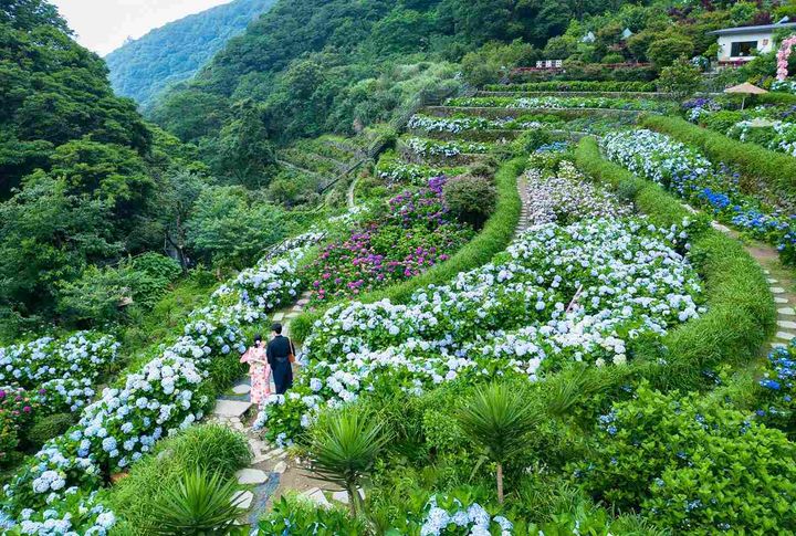 ▲竹子湖梯田式的地形呈現富層次感的繡球花海。　圖：台北市政府產業發展局／提供
