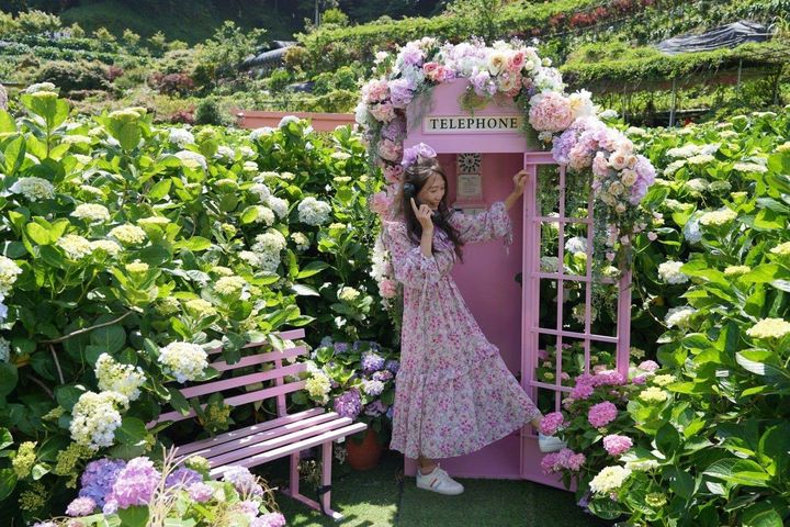 曹家花田香的粉紅電話亭吸引遊客拍照。　圖：台北市政府產業發展局／提供 