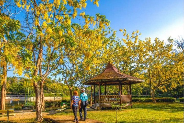 台南正值阿勃勒花季。　圖：台南市政府觀光旅遊局／提供 