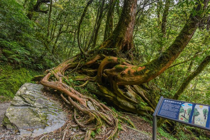 ▲走進拉拉山巨木區，細品壯闊山景與雲霧環繞的仙境之美。　圖：shutterstock／來源