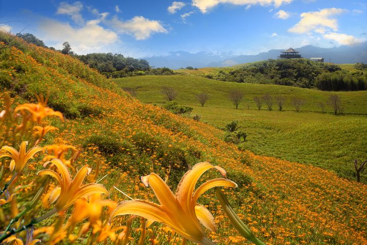 ▲每年夏天金針花季，為花東帶來金澄澄的花毯。　圖：shutterstock／來源