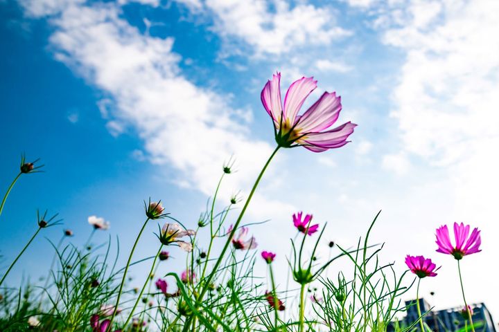 大波斯菊的花語為「少女的真心」。　圖：新北市政府水利局／提供