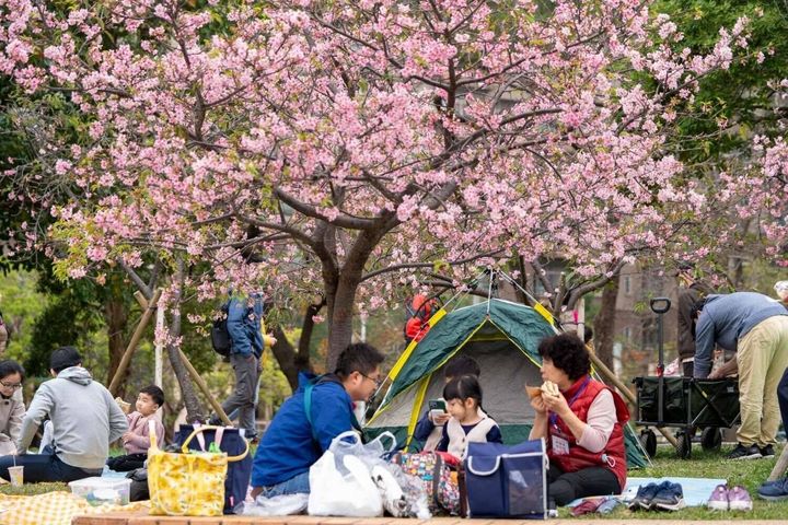 ▲每年2月櫻花盛開時，新竹公園成了野餐好去處。　圖：新竹市政府城市行銷處／提供