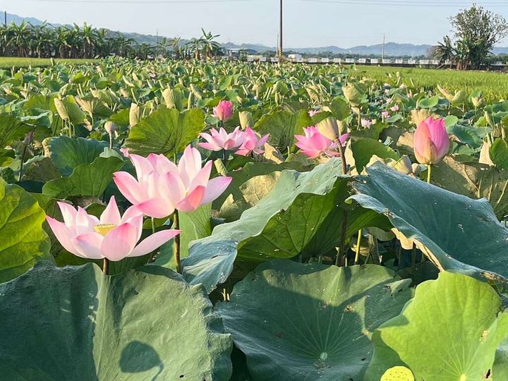 ▲到台南欣賞蓮花。　圖：白河區公所／提供