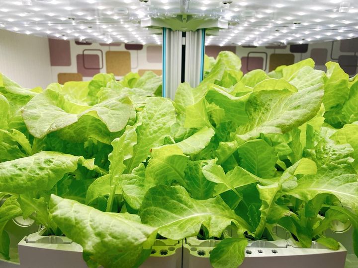 ▲「吉加莊園」的水耕蔬菜種植體驗。　圖：嘉義縣文化觀光局／提供