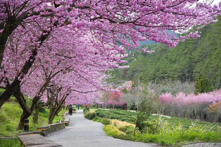 ▲武陵農場櫻花季，是每年開春最美的勝景。　圖：shutterstock／來源 