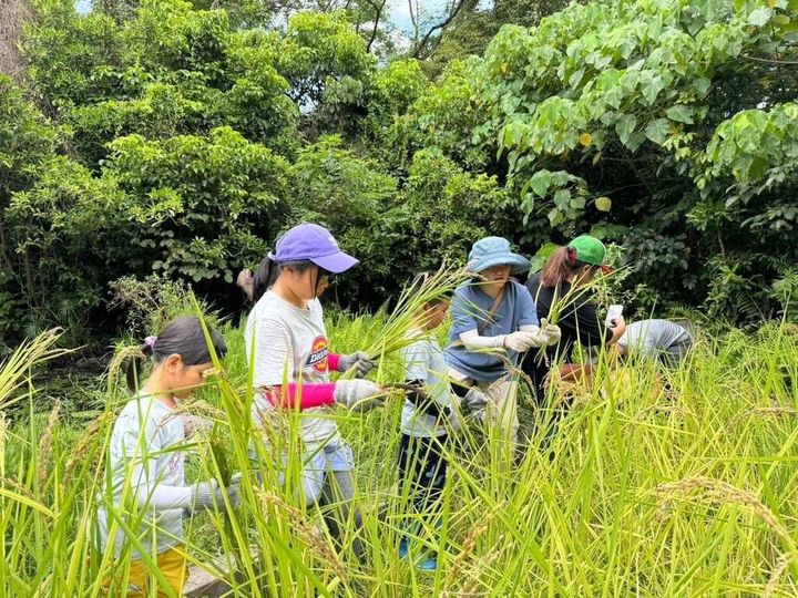  ▲高雄市野鳥協會舉辦水稻收割體驗活動照片。　圖：高雄市政府觀光局／提供