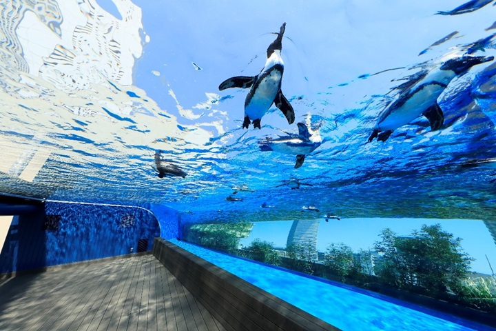 池袋・陽光水族館的「天空綠洲」在室外區，寬敞透明的水槽，讓悠游的企鵝宛如翱翔在天際。　圖：陽光水族館／提供 