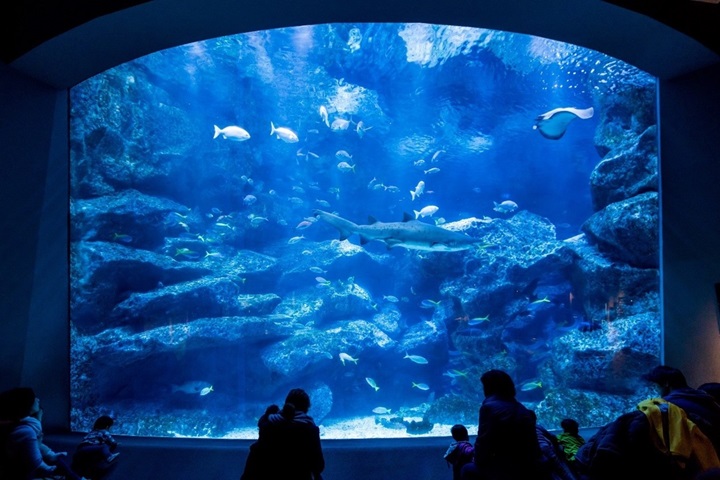 墨田水族館中模擬了小笠原諸島的海洋環境的水族箱。　圖：©SUMIDA AQUARIUM／提供
