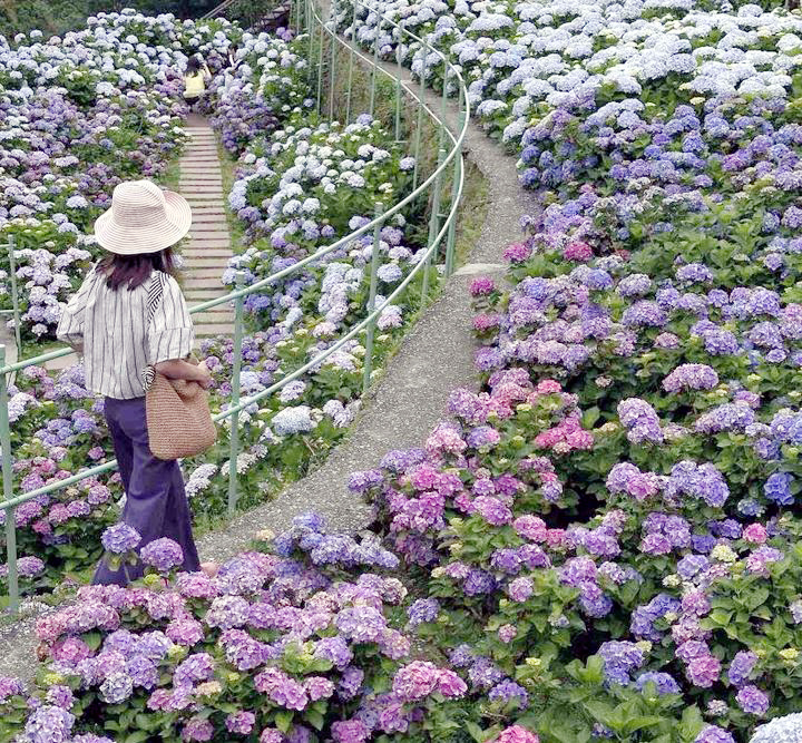 ▲階梯式繡球花 色彩繽紛吸睛。　圖：台北市政府產業發展局／提供