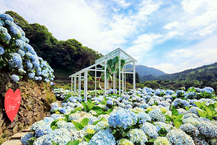 大梯田用心營造花田地景藝術。　圖：台北市政府產業發展局／提供