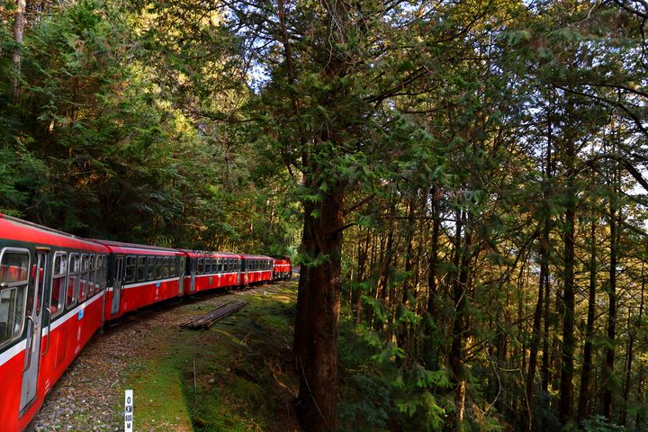 ▲搭乘林鐵漫遊阿里山，沿途森林美景環繞空氣清新。　圖：shutterstock／來源
