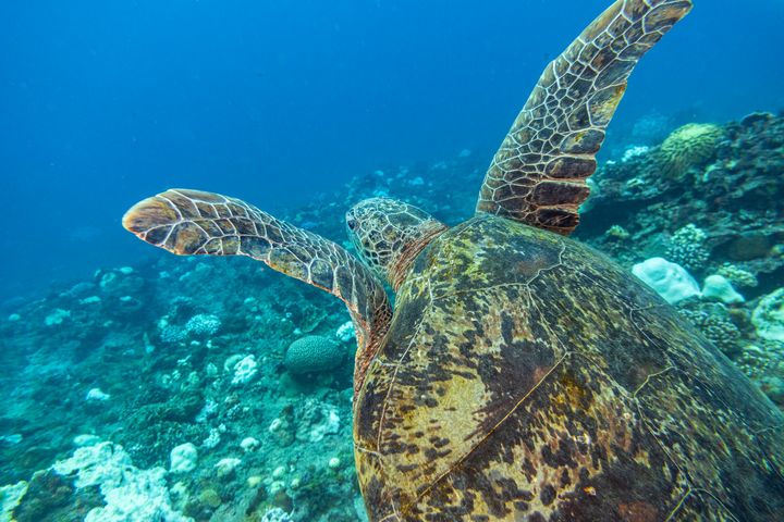 ▲暢遊小琉球，別錯過浮潛、潛水體驗，與海龜同游。　圖：shutterstock／來源