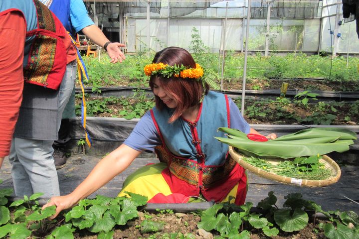 ▲「神山部落廚藝學校」由旅人引領遊客走進田間，親手摘採並認識魯凱族飲食文化。　圖：茂林國家風景區管理處／提供