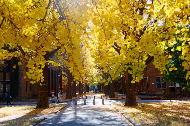 ▲秋天的日本除了楓紅景色，還有金黃燦爛的銀杏。　圖：shutterstock／來源