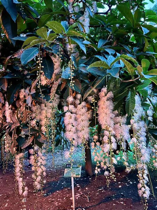▲在夏夜中璀璨盛開的穗花棋盤腳；攝影者：榮星志工葉鳳蓮。　圖：臺北市政府工務局／提供
