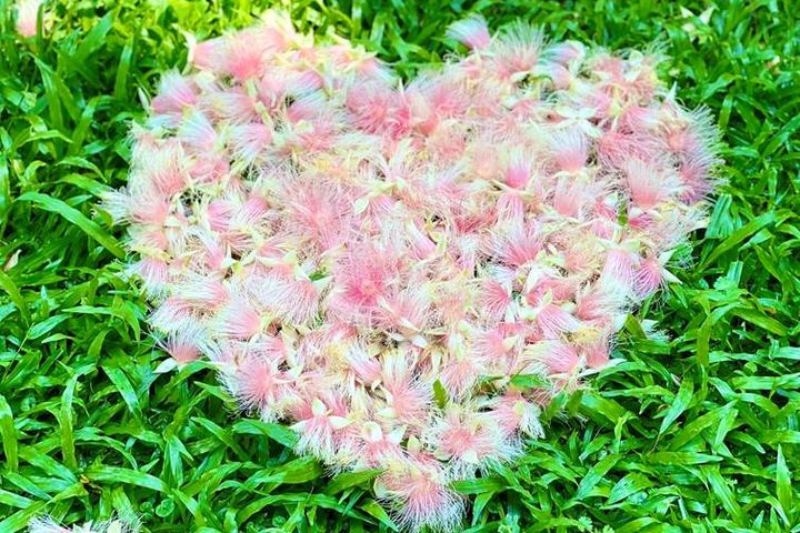 許多民眾利用巧思，將穗花棋盤腳散落的花瓣排列成各種形狀（攝影者：榮星志工葉鳳蓮）。　圖：臺北市政府工務局／提供 