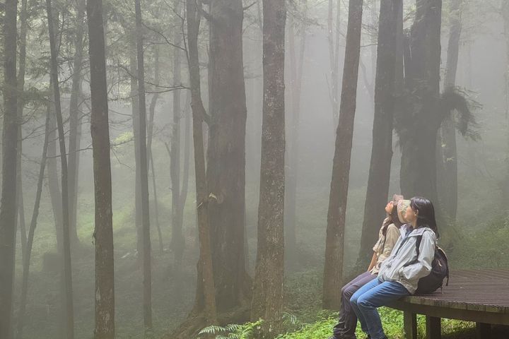 ▲阿里山國家森林遊樂區水山療癒步道。　圖：農業部林業及自然保育署／提供