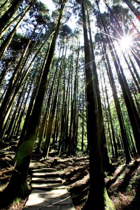 ▲阿里山鐵路沿途山林美景。　圖：農業部林業及自然保育署／提供