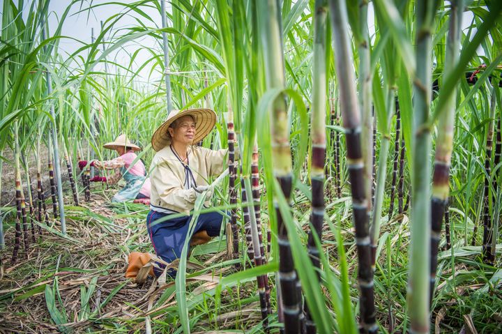 ▲「大智慧養生休閒農場」提供多種農事體驗。　圖：嘉義縣政府新聞行銷處／提供
