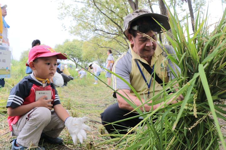 大、小朋友一起學習稻草捆紮及曝曬。　圖：新北市政府水利局／提供