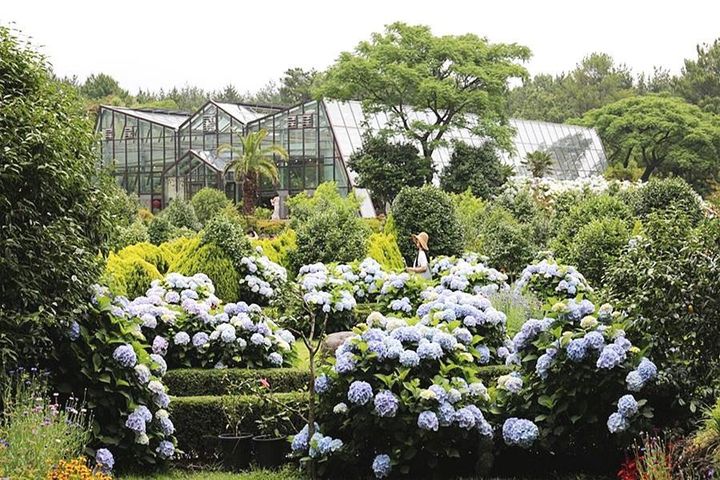 ▲「山茶花之丘」在7至8月份之間盛開的繡球花。　圖：東南旅遊／提供
