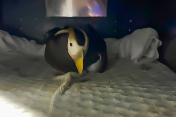 鳳頭海鸚鵡用翅膀孵蛋。　圖：國立海洋生物博物館／提供