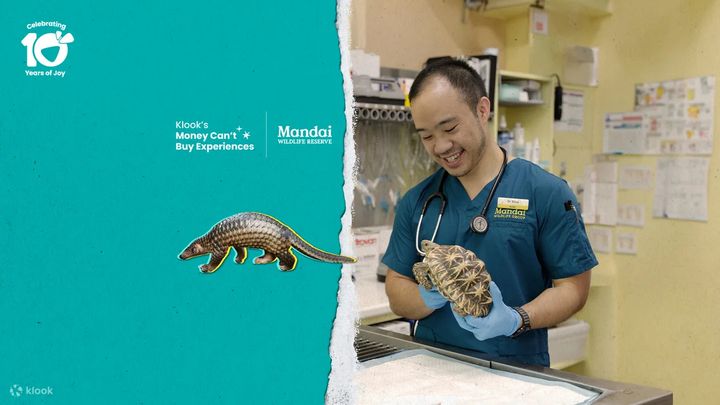 ▲透過 Klook「在新加坡野生動物保護區化身一日獸醫」，貼身了解獸醫的一天。　圖：Klook／提供