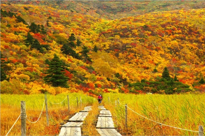 栗駒山秋天的紅葉之美，被日本登山家譽為「神之地毯」。　圖：一關市觀光協會／提供