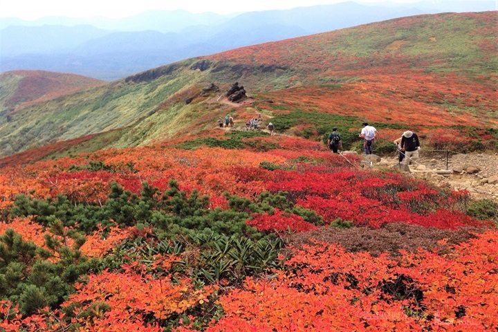 栗駒山擁有豐富的登山路線，從約一個半小時即可攻頂的入門級，到需要用超過五個小時穿越險峻原生林的專業級，任你挑選。　圖：一關市觀光協會／提供