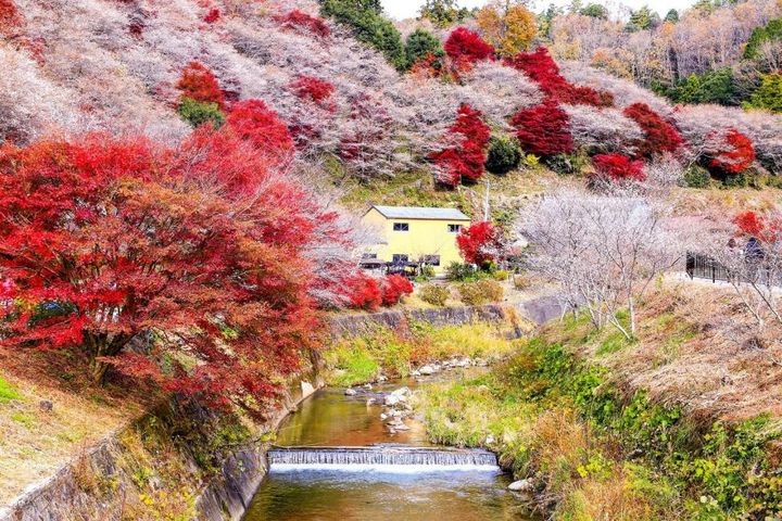 中部名古屋可同時賞楓及賞櫻的香蘭溪、小原行程，還能體驗採摘橘子。　圖：KKday／提供 