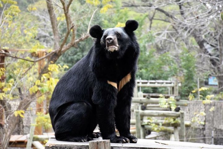 ▲親子旅遊推薦高雄壽山動物園、屏東海生館、台中國立自然科學博物館。　圖：KKday／提供