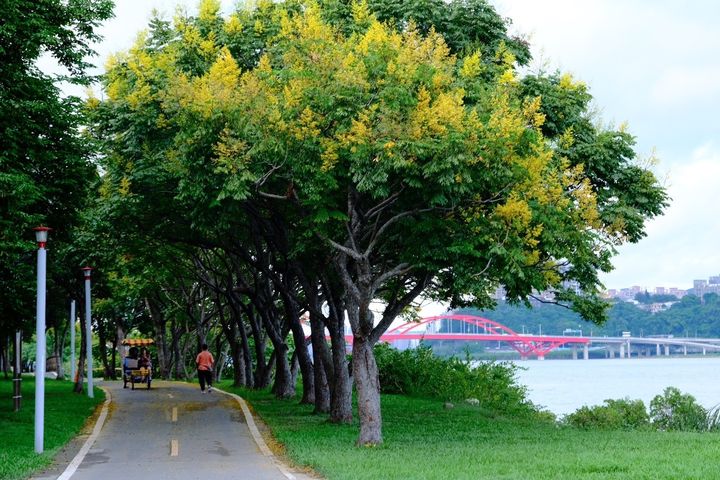 ▲八里左岸自行車道（關渡大橋前至漫步廣場）沿途，台灣欒樹盛開中。　圖：新北市政府水利局／提供