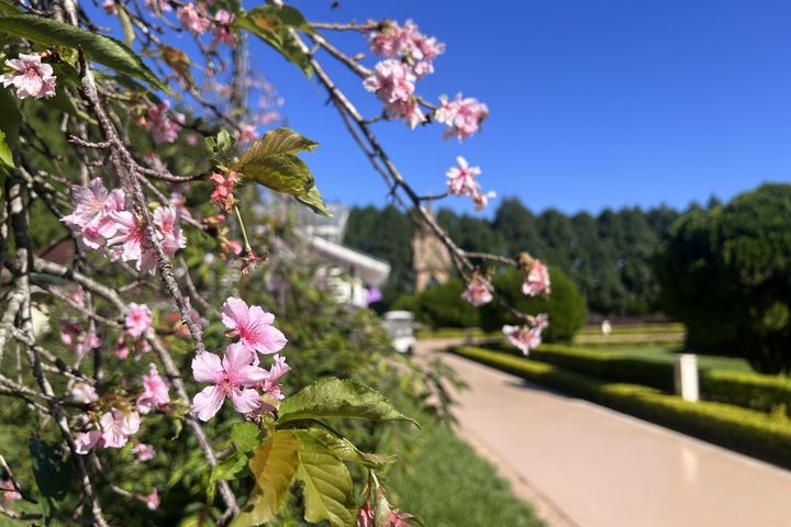 南投九族文化村歐洲花園枝垂櫻綻放，宣告「部落花季－秋之盛典」活動展開。　圖：九族文化村／提供