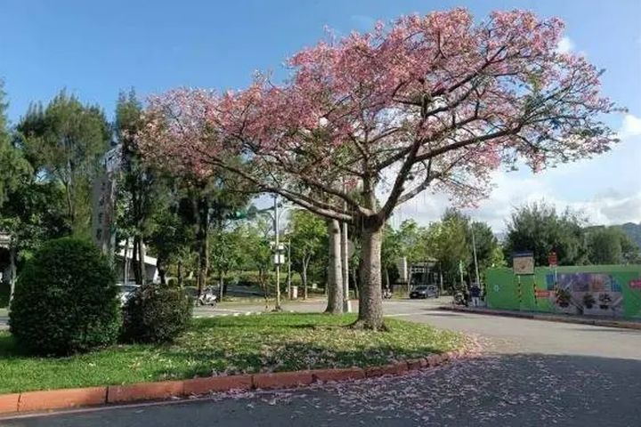 士林官邸迎賓的美人樹10月初開花盛況。　圖：台北市政府工務局公園路燈工程管理處／提供