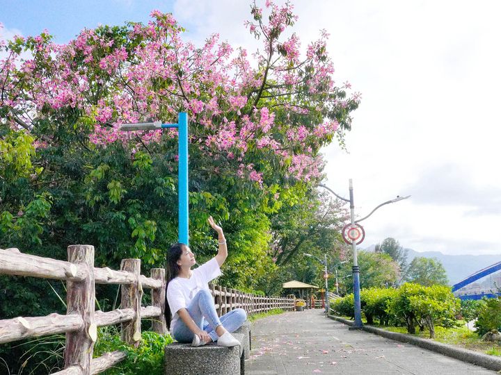 ▲三峽美人樹正開花，大家快來樹下當美人吧。　圖：新北市政府水利局／提供