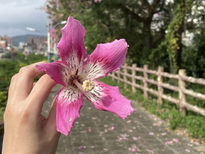 ▲花瓣呈現淡粉紅至洋紅色，裂片五瓣，近花蕊處呈現淡淡牛奶白的色澤。　圖：新北市政府水利局／提供