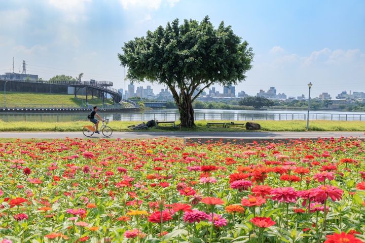 到河雙21河濱公園賞花，感受置身於花田裡的幸福浪漫。　圖：台北市政府工務局水利工程處／提供