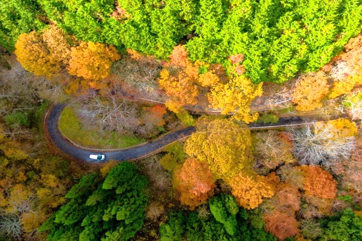 愛媛縣的小田深山溪谷楓紅美景。　圖：愛媛縣／提供