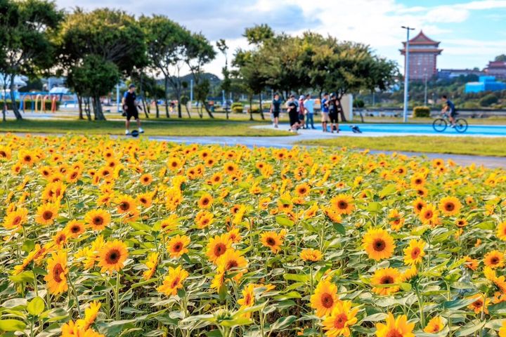 ▲向日葵花海。　圖：台北市政府工務局水利工程處／提供