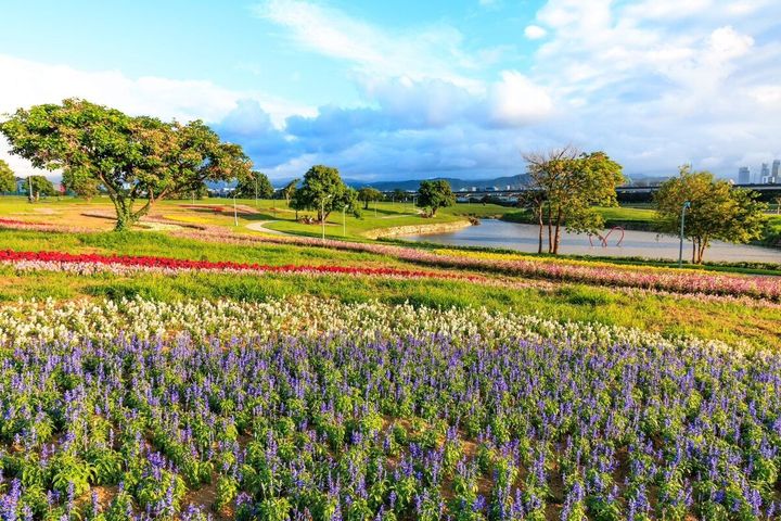 ▲今年美堤河濱公園共有4萬盆草花。　圖：台北市政府工務局水利工程處／提供