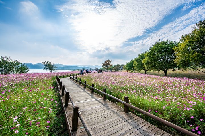 ▲務安有宜人的自然景觀和季節性花卉可觀賞。　圖：shutterstock／來源