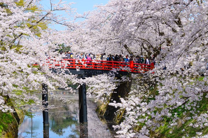 日本賞櫻團旅費將比2024年櫻花期略為上漲5-10%。　圖：shutterstock／來源