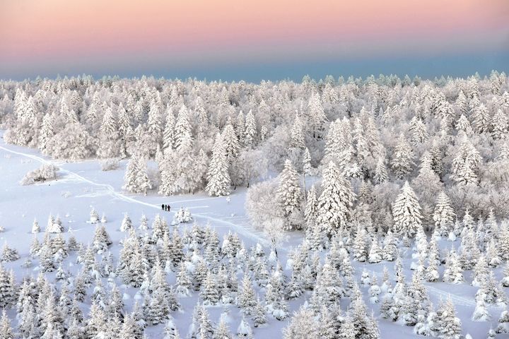 ▲《吉林冰雪奇境》長白雪松。　圖：海峽兩岸旅遊交流協會／來源